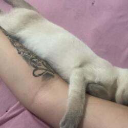 Tieta